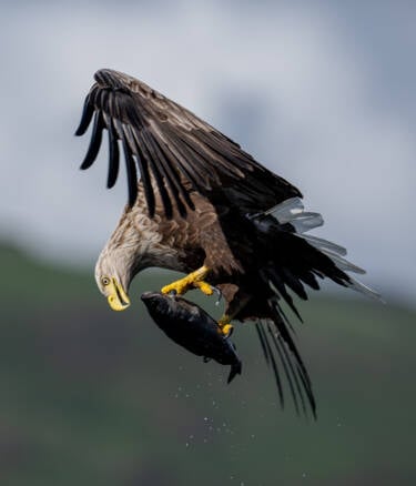 Wildlife photographs by Lara Jackson for Nikon magazine's two articles interviewing Lara. For magazine only.