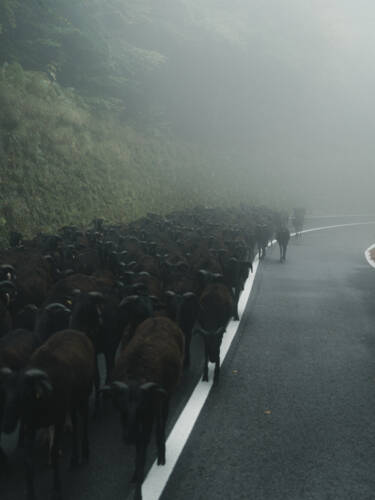 Nikon magazine - Nikon film and photo contest 2024-2025