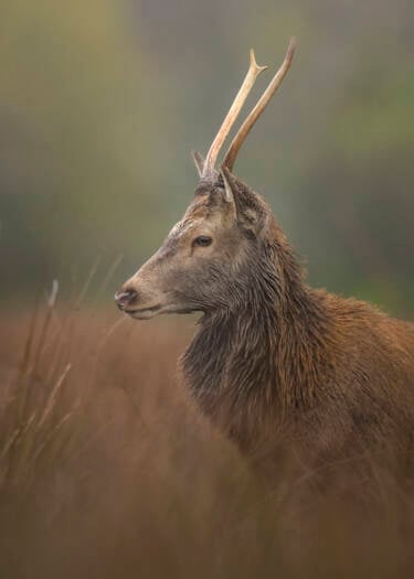 Nikon magazine - The Set Up