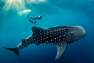 Nikon magazine - George Karbus underwater with the ZR